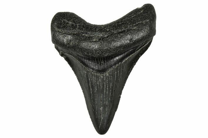 Serrated, Juvenile Megalodon Tooth - South Carolina #340459